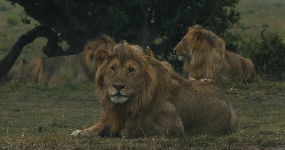Lions rest in the rain
