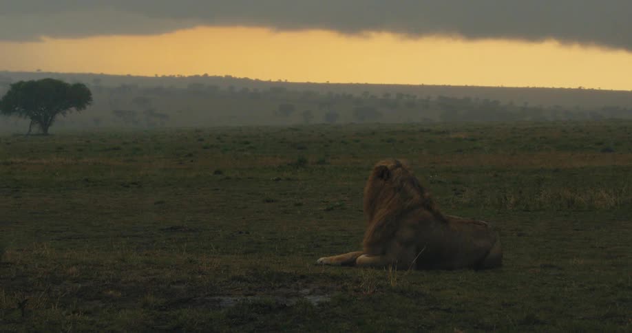 A lion is lying on a grassy plain at sunset under the rain with a tree and distant hills visible in the background