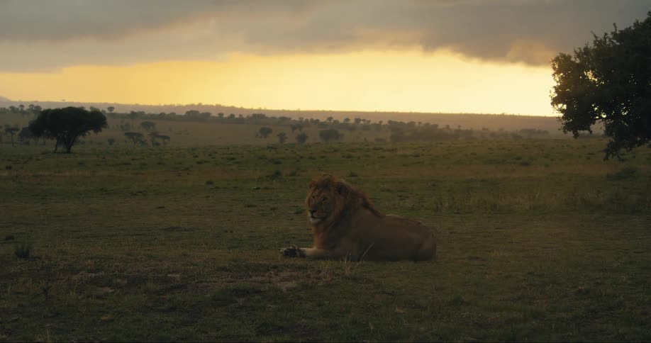 A lion lies in a grassy field at sunset with a dramatic sky in the background