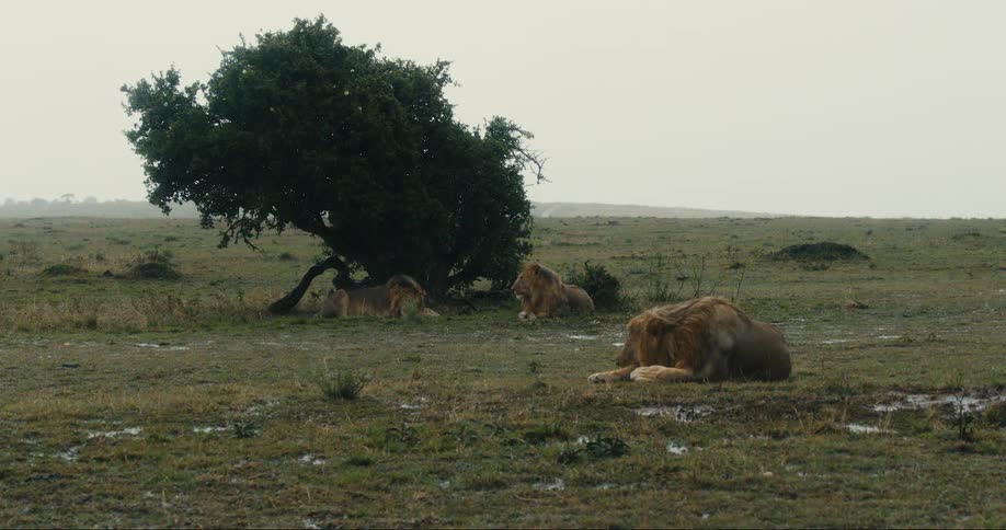 A pride of lions rests under a tree in a grassy field during a tunder storm