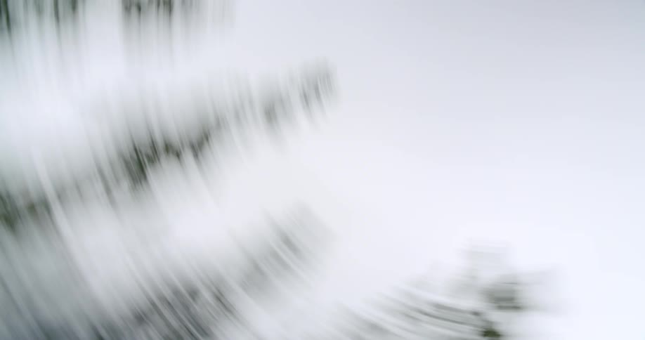 Tall trees fill the cloudy sky