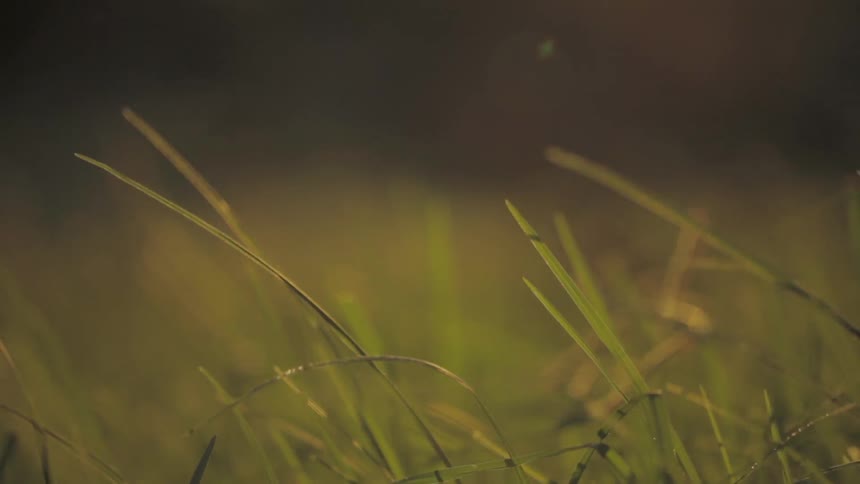 Close-up of blades of grass blowing on a somewhat windy day