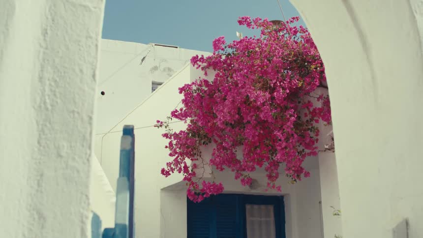 Pink flowers next to a white house with blue windows during daytime