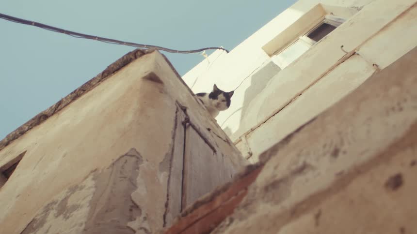 Cat stares down from the mid level roof of a multilevel building under a blue sky