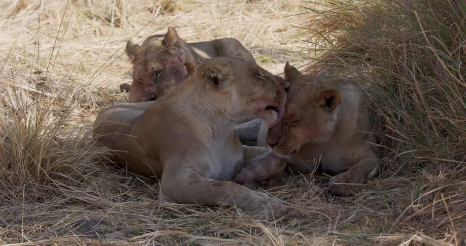 A group of lionesses resting together in the grass