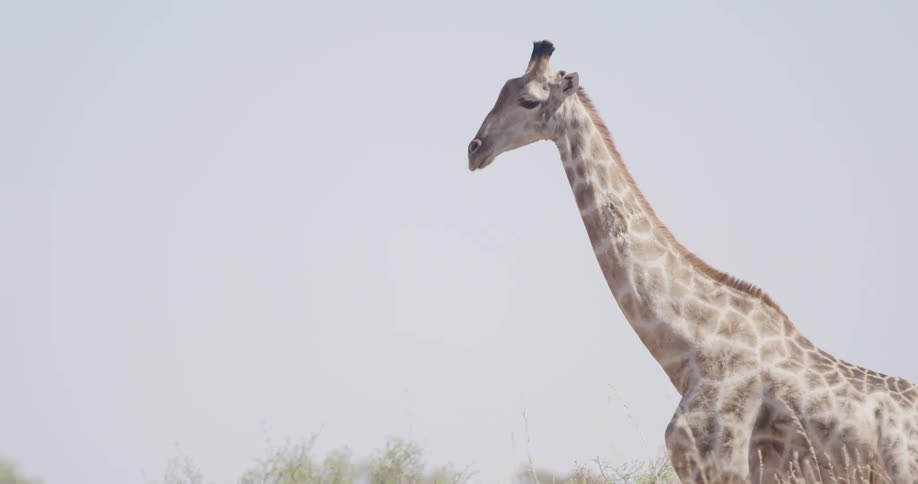 A giraffe walks to the left