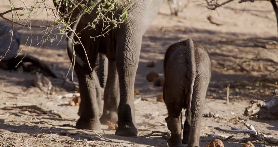 A baby elephant walks alongside its parent under the shade of a tree