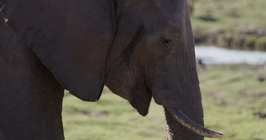 An elephant shown up close is eating something with its trunk in slow motion