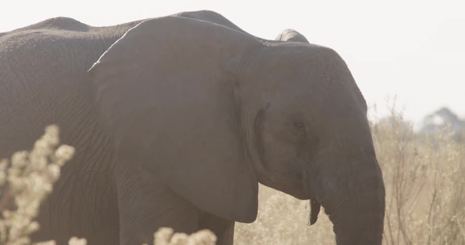 A close up of an adult elephant walking through a field of long grass