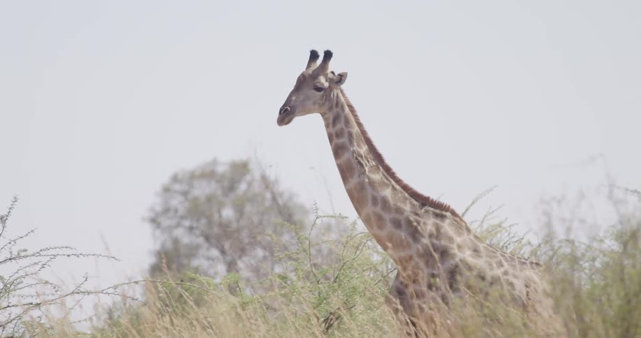 A giraffe walks amidst the bushes and trees in a serene savanna landscape