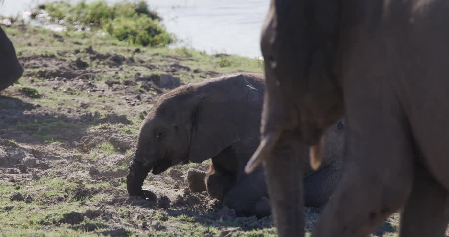 Baby elephant playing in the mud