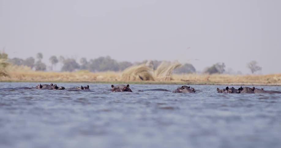 A group of hippos is partially submerged in a body of water with a grassy shoreline and trees in the background