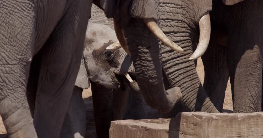 Elephants drink water from a stone trough