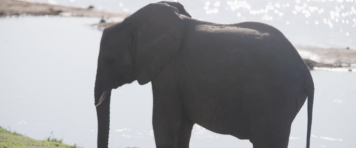 An elephant is standing near a lake or pond moving its trunk up and down