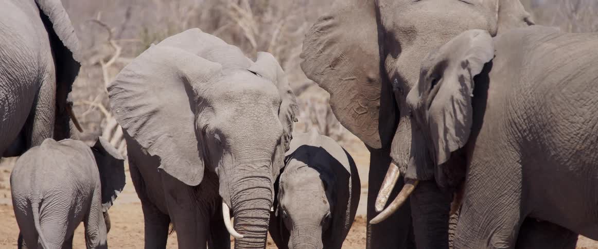 Herd of elephants stands in a cluster in a field near a grove during the day