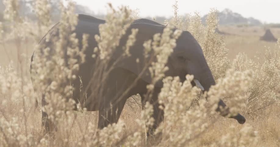 An elephant is walking through a dry grassy landscape with sparse vegetation and bushes in the foreground
