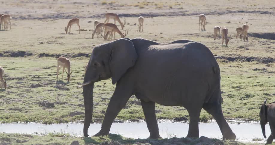Elephant calf follows its mother on the side of the river across from a grazing herd of antelopes