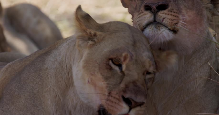 Lionesses rest in the shade together during the heat of the day