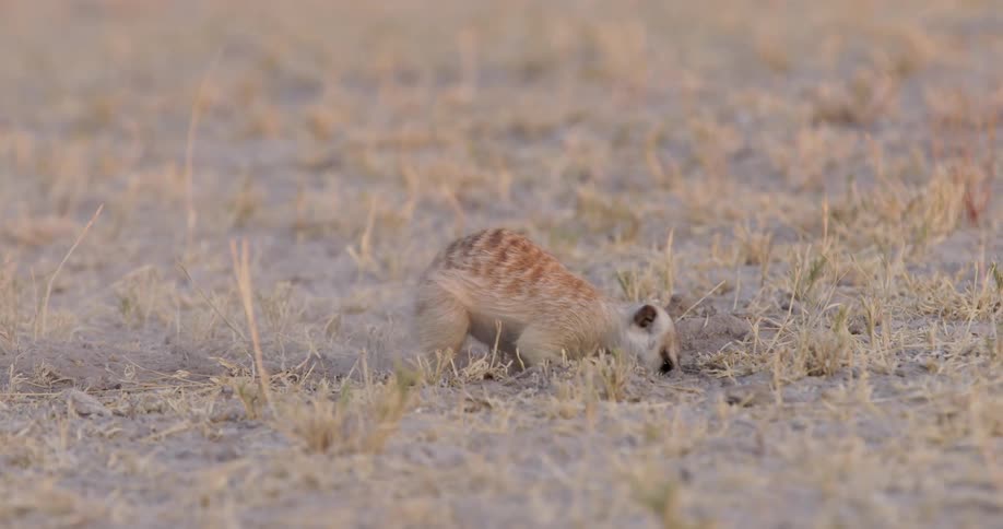 Rodent digging the ground