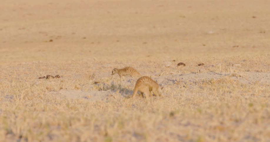A meerkat searches for food in a dry grassy area while other meerkats are visible in the background near a mound