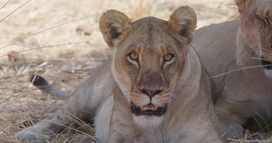 Two lions are lying on a beige grass in the shade and they are either with their mouths open looking to the right side or looking straight ahead