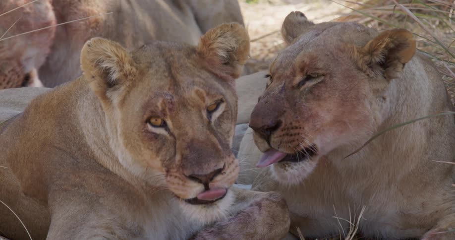 Two lions are resting closely together with one grooming the other