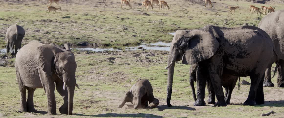 A group of elephants in a savannah and a baby elephant playing on the ground