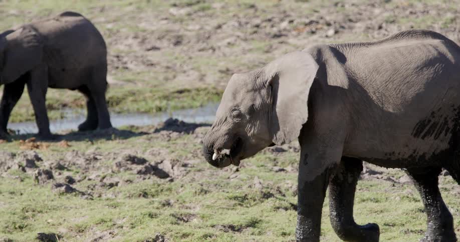 A young elephant walks and eats vegetation while other elephants drink from a nearby water source
