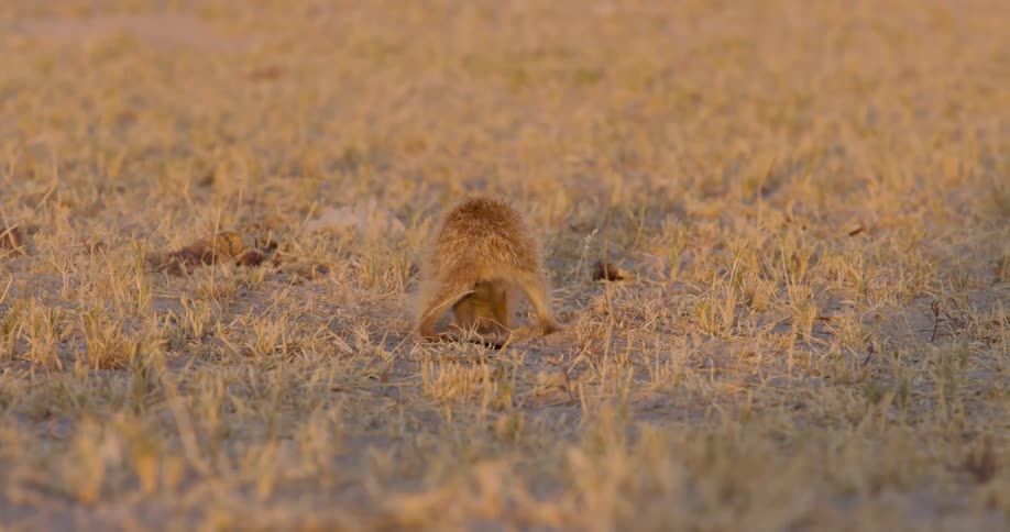A meerkat digging in a dry grassland at sunset