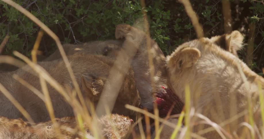 Two lions sharing a meal amidst the dry grass of the wild