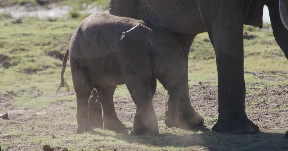 Baby elephant walking between two adults