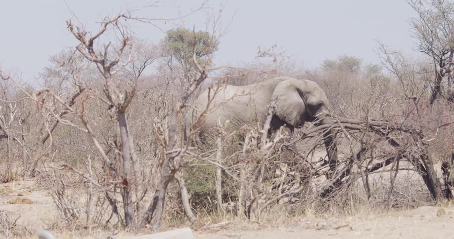 An elephant in a dry sparse forest area obscured by a thicket of bare bushes