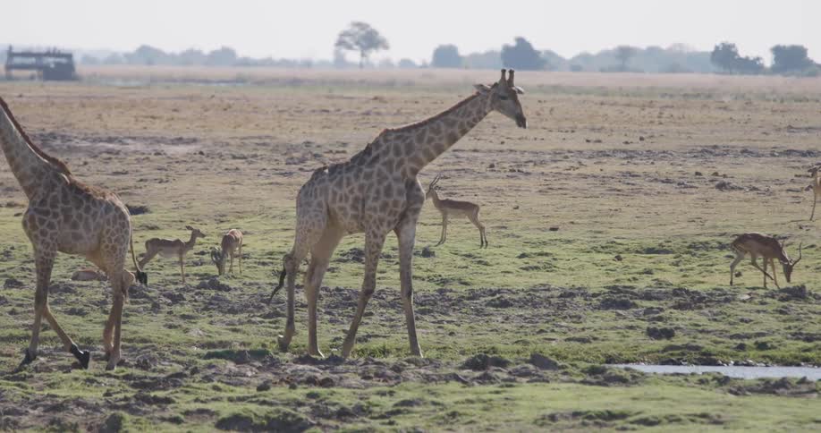 A giraffe walks toward a watering hole where several impala are also drinking with a safari vehicle and a hippopotamus visible in the distance