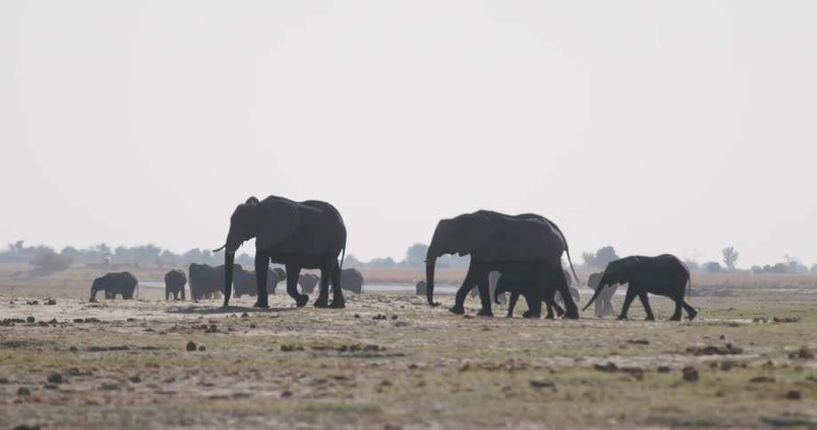 A herd of elephants silhouetted against a vast arid landscape marching together