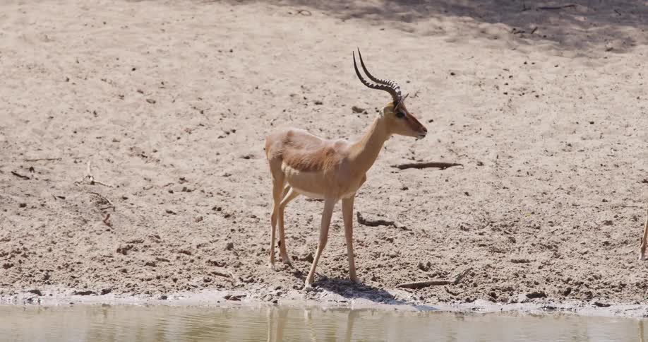 Something startles an impala drinking water from the river and it leaves after staring towards a possible threat