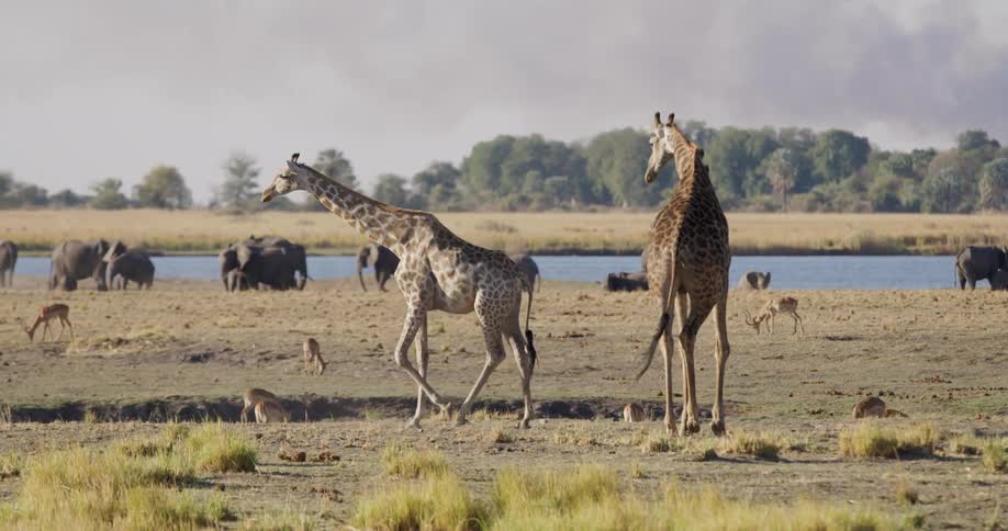 Two giraffes are walking on a dry grassy plain with a herd of elephants and a lake in the background