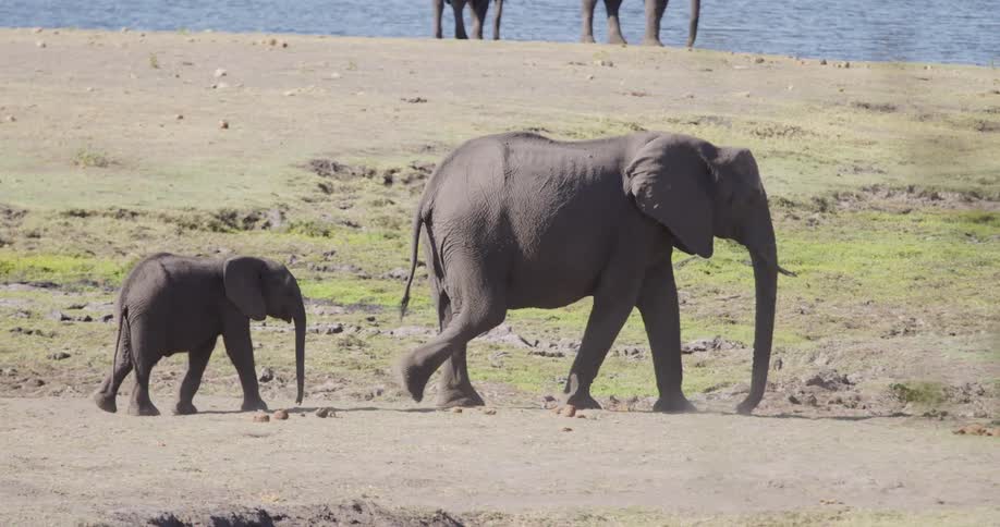 A mother elephant leads her baby across a dry riverbed surrounded by sparse vegetation