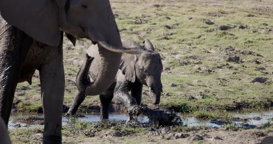An elephant stands with its baby while the baby splashes its tusk in a small stream