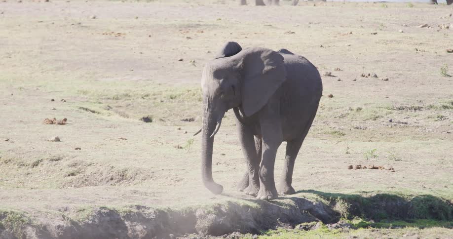 A group of elephants stand near the water
