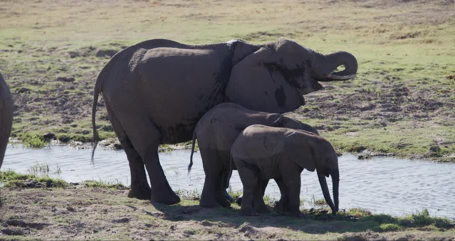 An adult elephant and two young elephants are standing near a small pond in a savanna landscape
