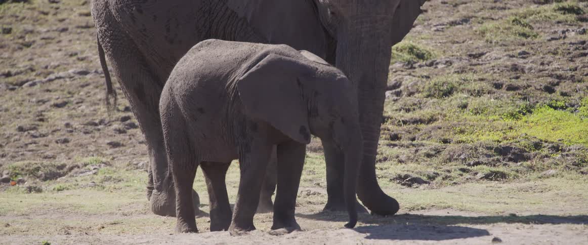 A baby elephant next to an adult and they are kicking the sand with their feet