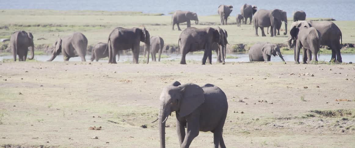 A large group of elephants drink from a pond and stand around a sandy flat area