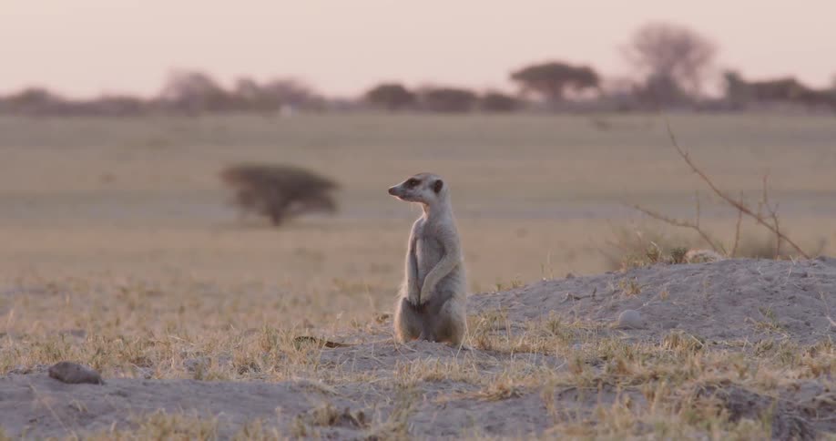 A meerkat stands upright on its hind legs scanning the horizon from a sandy mound