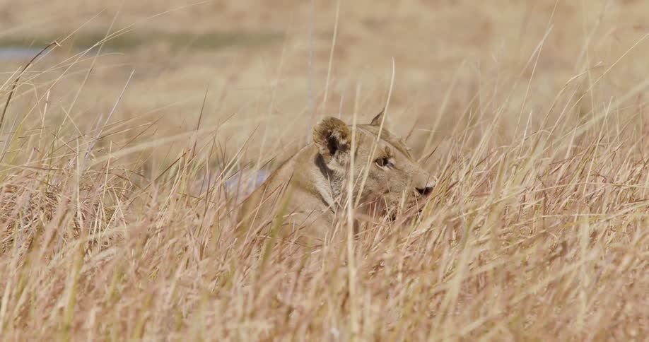 The back of an elephants neck lying on the beige grass of a savannah and looking to the sides