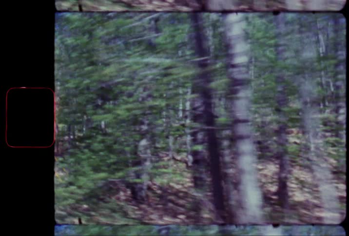 The forest flies by as the camera moves