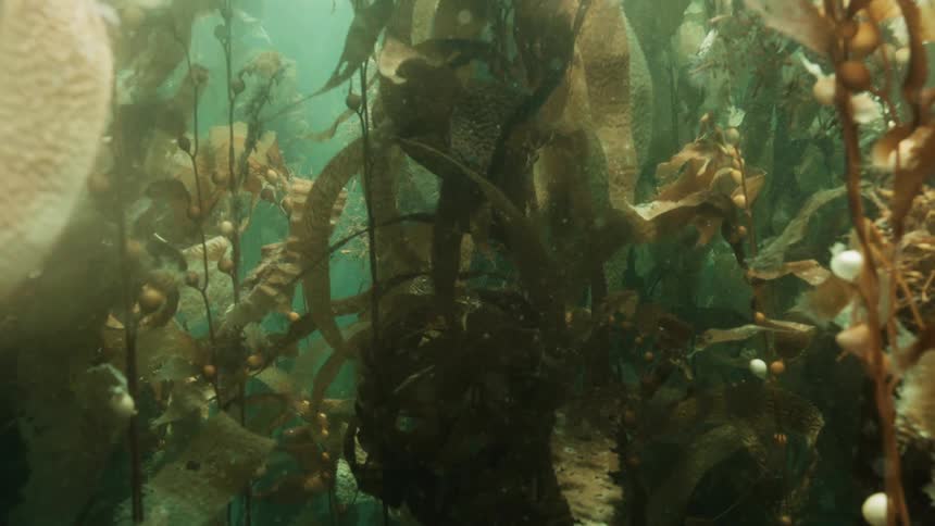 Underwater view of seaweed and the reflection of the sun