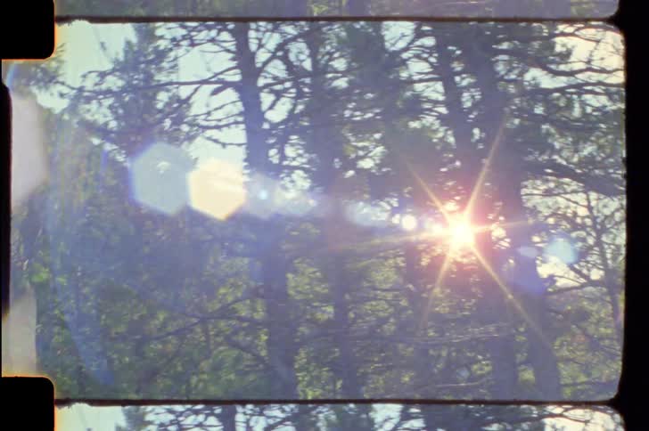 Reflection of the sun in the trees of a forest