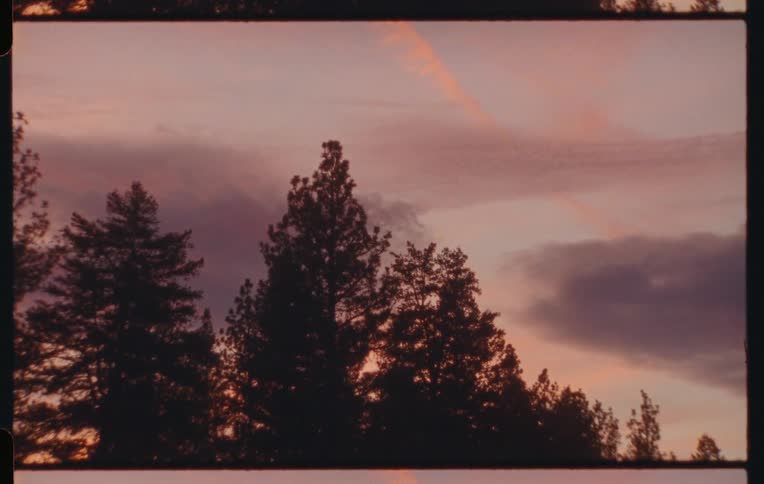 Coniferous landscape against a purple sky