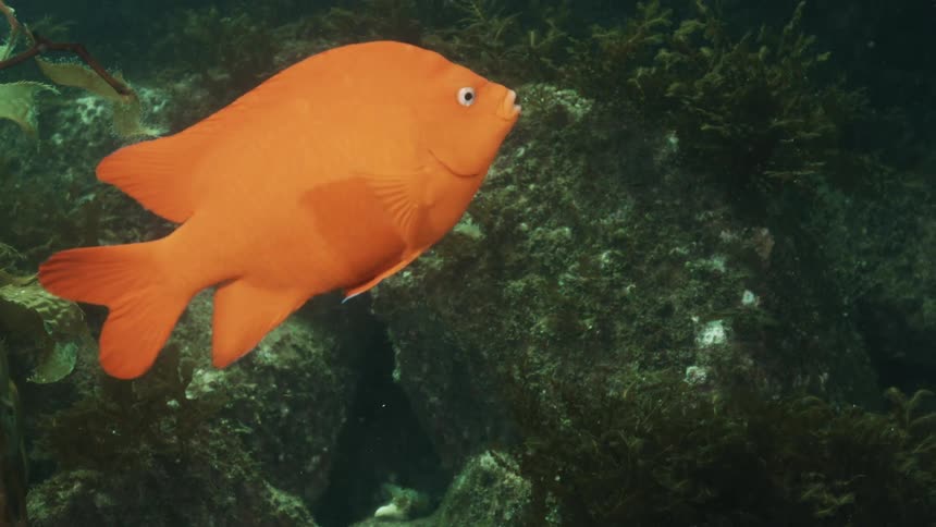 Vibrant orange fish swimming through the waters in the corals