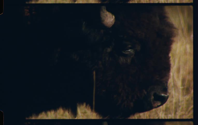 Closeup of the front of an american bison chewing while standing in a field